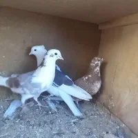 کبوتر کفتر شازده  گرگی  ابلغ|پرنده|فلاورجان, |دیوار