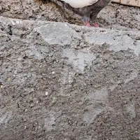 کبوترماده کت برف|پرنده|باوی, |دیوار