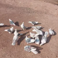 کفتر ها شونی