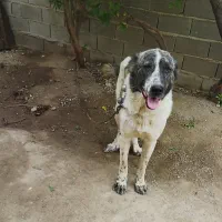 واگذاری سگ افغان ماده دونیم ساله