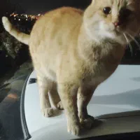 حیوان خانگی گربه|گربه|یاسوج, |دیوار