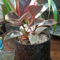 فروش گل‌های آپارتمانی