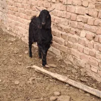 کهره و میش|حیوانات مزرعه|مرودشت, تخت جمشید|دیوار