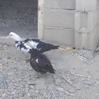 اردک اسراییلی|حیوانات مزرعه|بانه, |دیوار