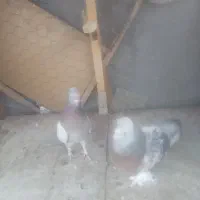 کبوتر ترک|پرنده|بم, |دیوار