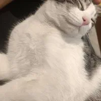 گربه گم شده محدوده خیابات معلم