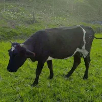 گاو|حیوانات مزرعه|تالش, طولارود|دیوار