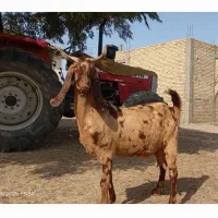 تکه پاکستان|حیوانات مزرعه|گنبد کاووس, |دیوار