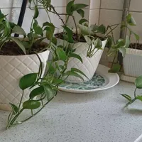 میز عسلی گل طبیعی|مبلمان خانگی و میز عسلی|کرج, حیدرآباد|دیوار