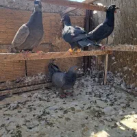 کبوتر پرنده ۴تا|پرنده|الوند, |دیوار