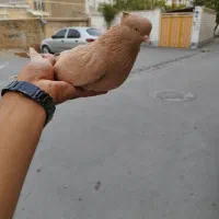 کفتر ، زرد و سرخ