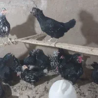 تخم مرغ وجوجه مرغ|حیوانات مزرعه|قم, بیانی|دیوار