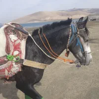 اسب|اسب و تجهیزات اسب‌سواری|ارومیه, |دیوار