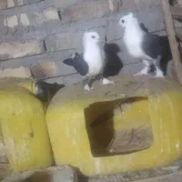کبوتر