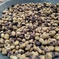 انجیر