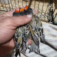 سهره گلبسر قناری به شرط نر همه قواره دار