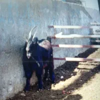 فروش بزغاله