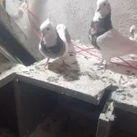 سرور کلفه جفت تخم هم گذاشته سیاه کلفه مثل خروس|پرنده|اردبیل, |دیوار