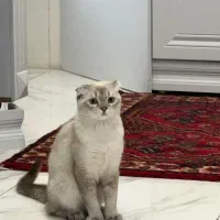 اسکاتیش نر اصیل