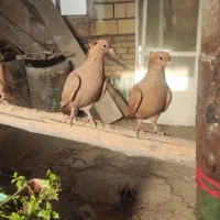 کفتر زرد کرمونی کاکولی