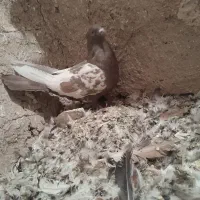 کبوتر سینه قهوه ای نر|پرنده|شیراز, کاراندیش|دیوار