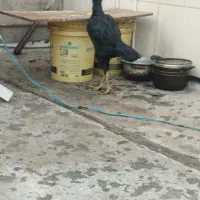 مرغ لاری اوشامو|حیوانات مزرعه|شهریار, شهرک بهاران (ویره)|دیوار