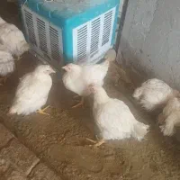 باسلام تعدای مرغ ۲کیلو تا ۳کیلو کیلوی ۲۲۰هزار