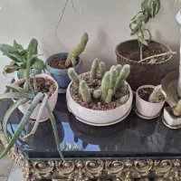 گل و گیاه|گل و گیاه طبیعی|شهر ری, شهرری|دیوار