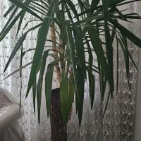 گل یوکا تنه ضخیم