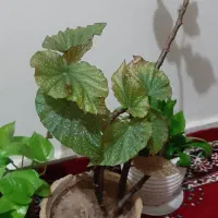 گل طبیعی سانسوریا کاکتوس (هدیه روز مادر)|گل و گیاه طبیعی|اراک, |دیوار