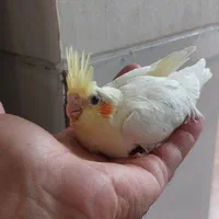جوجه ۲ ماهه عروس هلندی و کوتوله برزیلی|پرنده|فسا, |دیوار