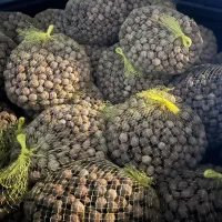 گردو بومی|خوردنی و آشامیدنی|اصفهان, باغ دریاچه|دیوار