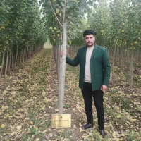 صنوبر نیگرا اردبیل، مقاوم به سرما و مناطق کوهستانی|خدمات باغبانی و درختکاری|اردبیل, |دیوار