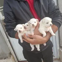 فروش ۴عددتوله پشمی ریز