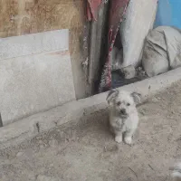 سگ پا کوتاه شپرز|سگ|گلبهار, شهر جدید گلبهار|دیوار