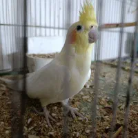 پرنده