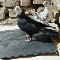 کفتر بزک