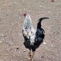 خروس مرغ|حیوانات مزرعه|رشت, حومه رشت|دیوار