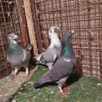 کفتر سرور،ابلغ