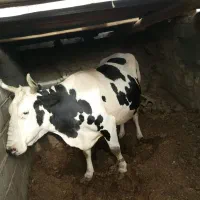 فروش گاو شیری ۷ ماه آبستن