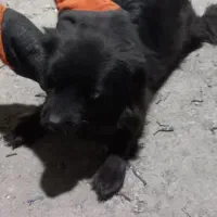 سگ پامر روباهی|سگ|باقرشهر, |دیوار