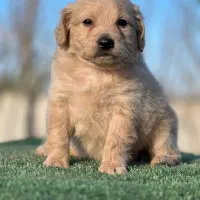 گلدن رتریور