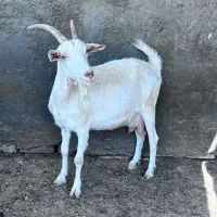 بز سانن اصل