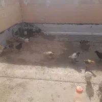 فروش جوجه مرغ محلی|حیوانات مزرعه|یزد, |دیوار