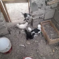 سلطان|حیوانات مزرعه|کرج, کلاک پایین|دیوار