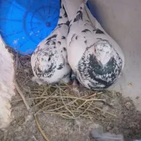 نرماده سار بزک ذات قدیم