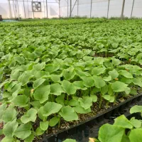 استخدام نیرو خانم جهت کارگلخانه