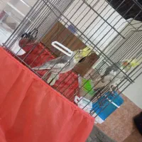 عروس|پرنده|یزد, |دیوار