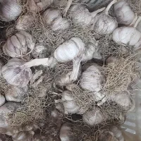 سیر محلی