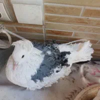 کبوتر